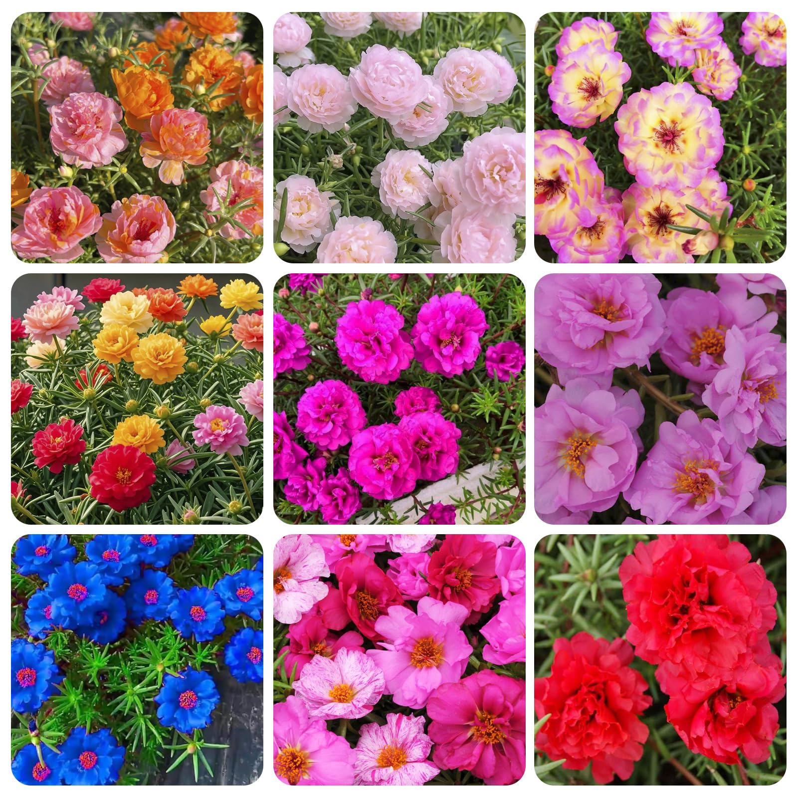 Carpet Creeping Portulaca Moss Rose seeds bloom together in a vibrant patch