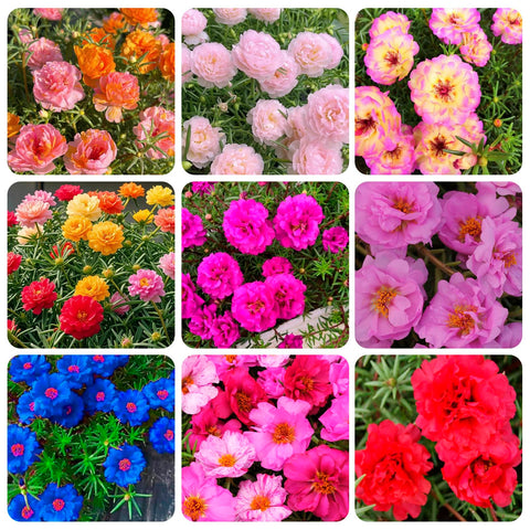 Carpet Creeping Portulaca Moss Rose seeds bloom together in a vibrant patch