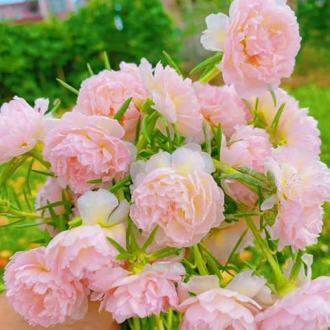 Carpet Creeping Portulaca Moss Rose seeds border display with sunny color
