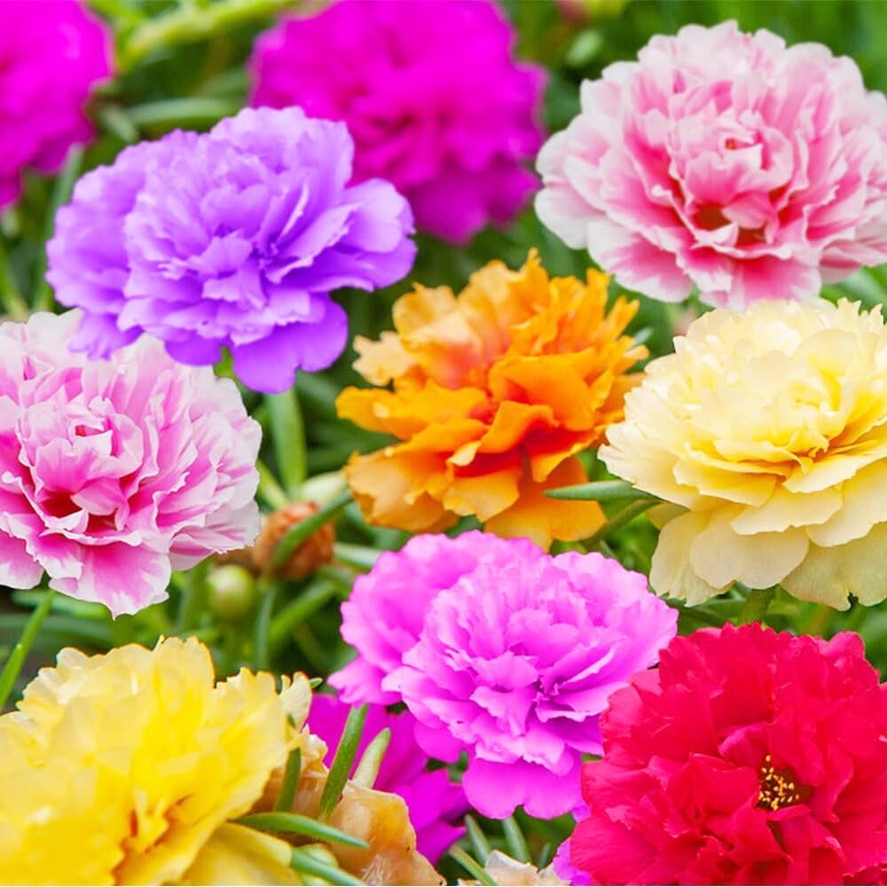 Carpet Creeping Portulaca Moss Rose seeds 2-inch colorful blooms in mix