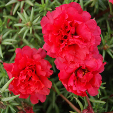 Carpet Creeping Portulaca Moss Rose seeds dense spreading ground cover