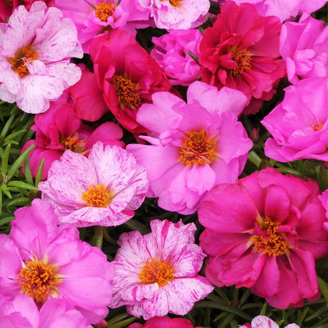 Carpet Creeping Portulaca Moss Rose seeds tolerant sandy soil growth