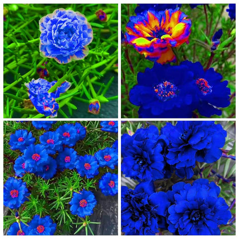 Carpet Creeping Portulaca Moss Rose seeds sunlit edge accent in garden