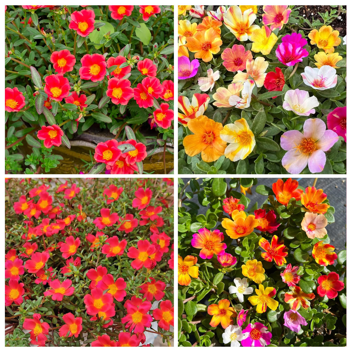 Carpet Creeping Portulaca red bloom for sunny borders and containers.