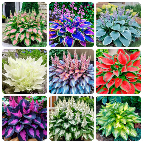 Carpet Creeping premium hosta seeds pack – close-up of glossy leaves ideal for shady outdoor planting.