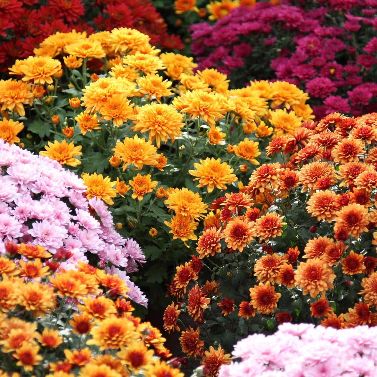 Carpet Creeping premium mums seeds low-maintenance drought-tolerant perennials.