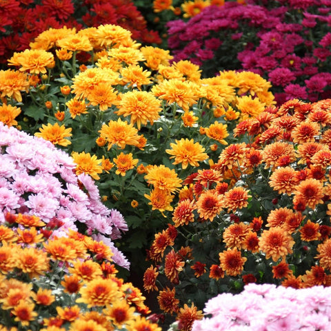 Carpet Creeping premium mums seeds low-maintenance drought-tolerant perennials.
