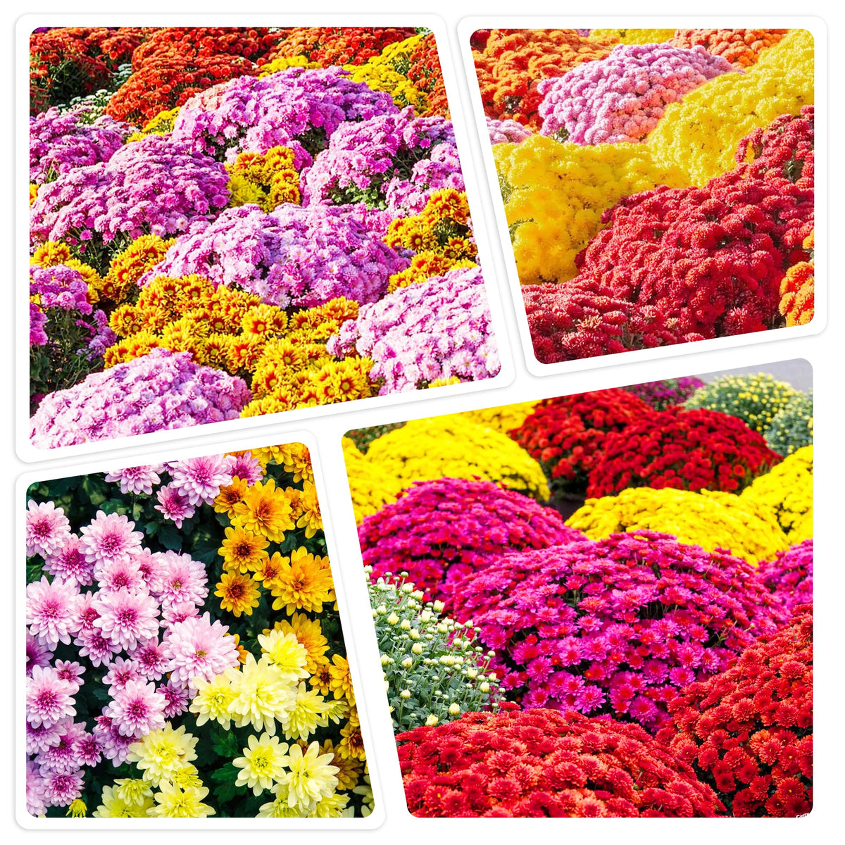 Carpet Creeping premium mums seeds outdoor bloom deliver vibrant garden color.