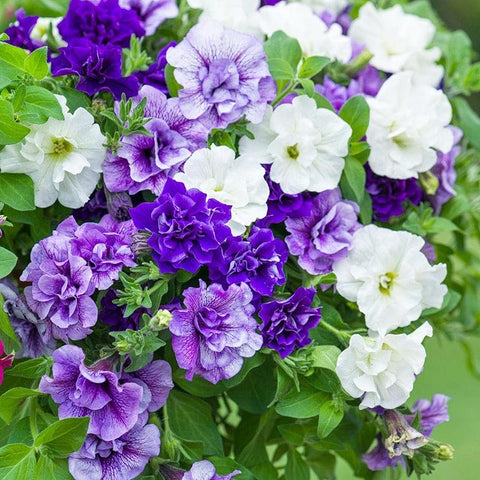 Carpet Creeping offers a long blooming season from spring through fall.