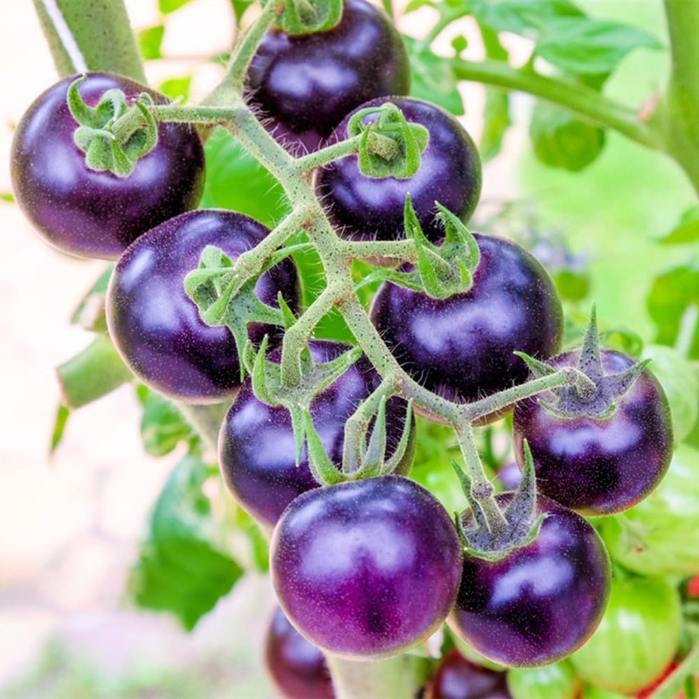 Carpet Creeping purple tomato seeds for outdoor planting promoting abundant harvest.