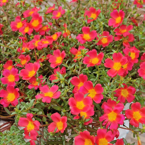 Carpet Creeping purslane seeds pack ready for easy sowing in garden.