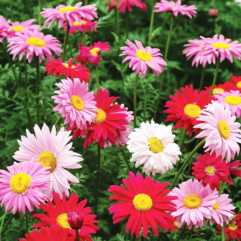 Carpet Creeping Pyrethrum attracts bees and butterflies for pollinator-friendly gardens.