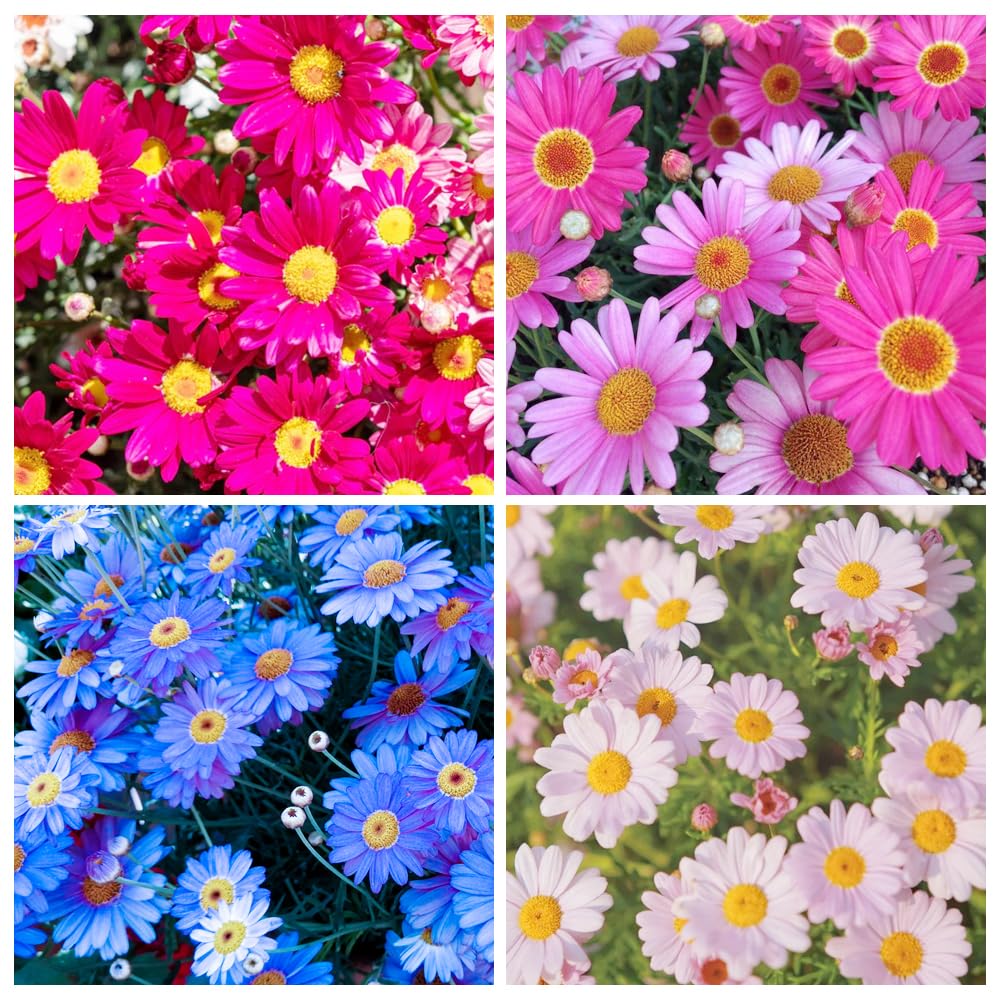 Carpet Creeping Pyrethrum blooms daisy-like colors for vibrant borders.