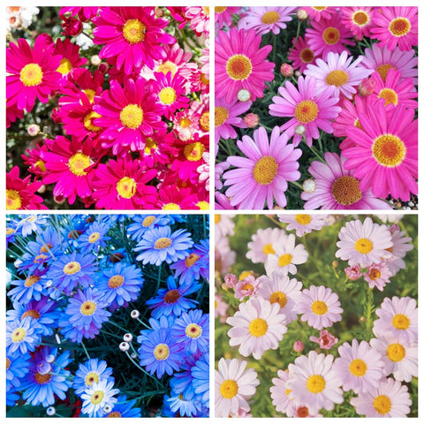 Carpet Creeping Pyrethrum blooms daisy-like colors for vibrant borders.