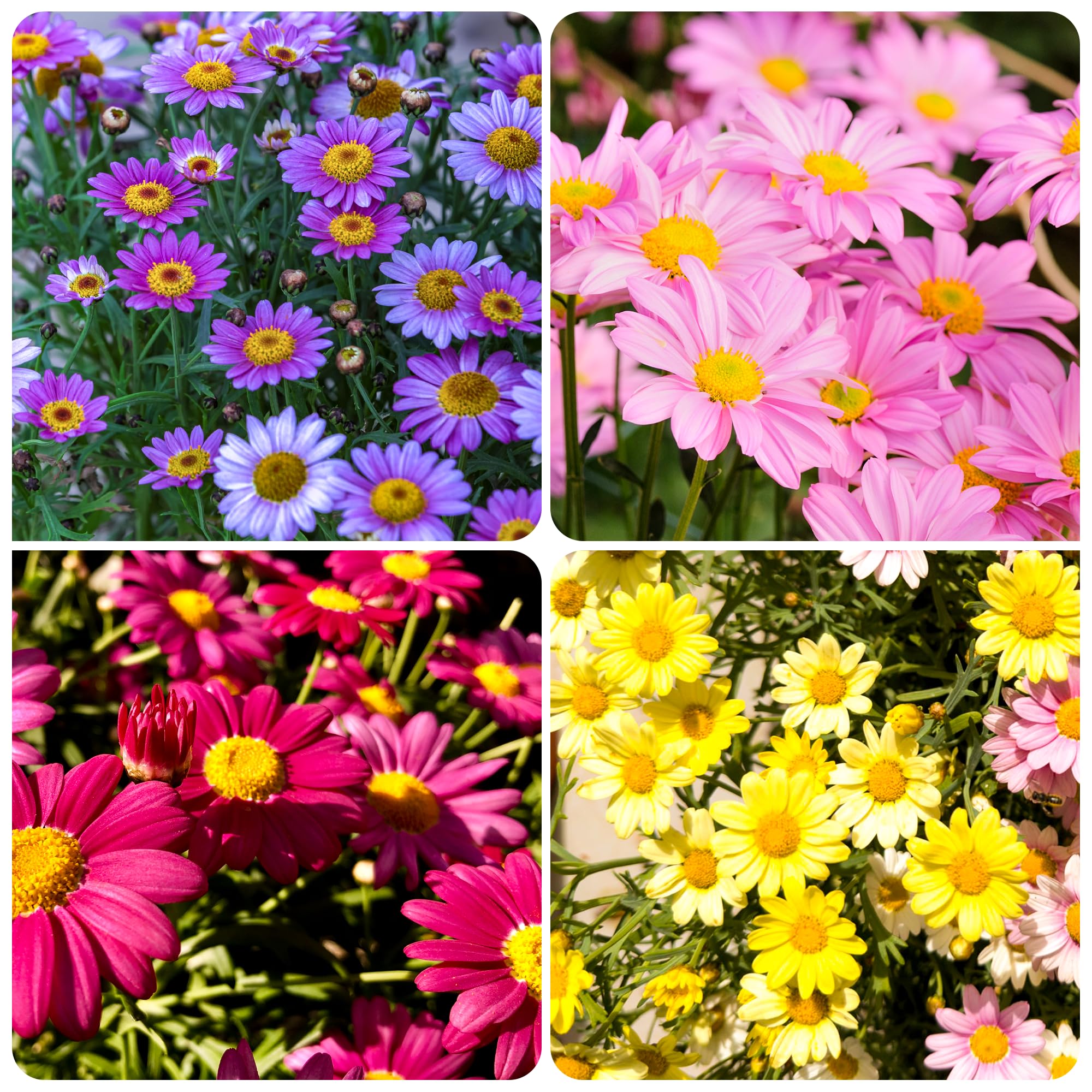 Carpet Creeping Pyrethrum 2-3 inch blooms add focal color in beds.