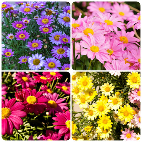 Carpet Creeping Pyrethrum 2-3 inch blooms add focal color in beds.