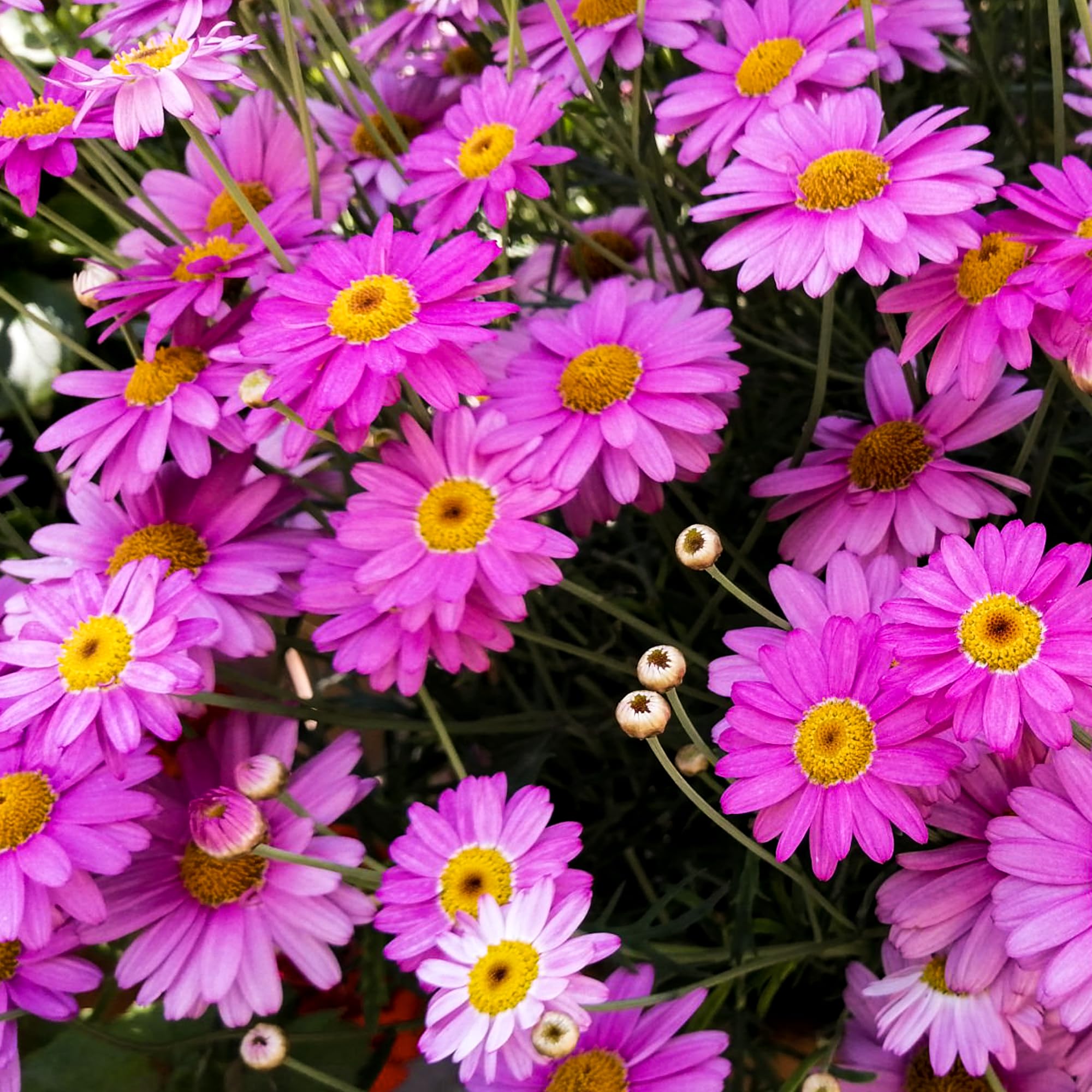 Carpet Creeping Pyrethrum foliage is fragrant and texturally appealing.
