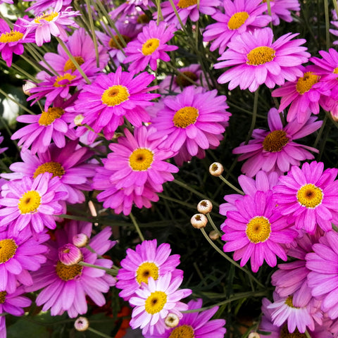 Carpet Creeping Pyrethrum foliage is fragrant and texturally appealing.