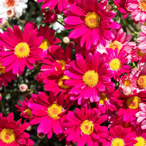 Carpet Creeping Pyrethrum's low-maintenance reblooming adds color across seasons.