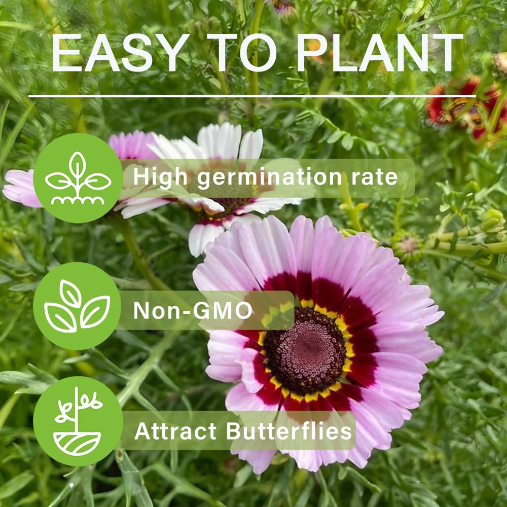 Painted daisies contain pyrethrum for natural pest deterrence.