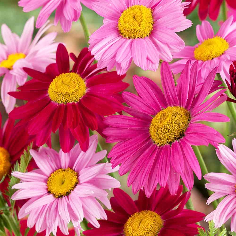 Carpet Creeping Pyrethrum seeds sown in trays simplify early gardening sessions.