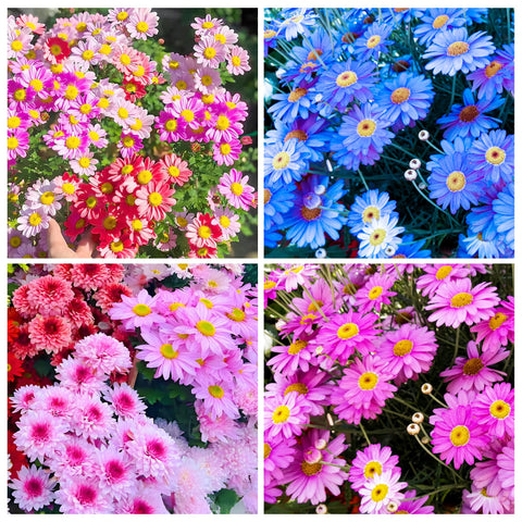 Carpet Creeping Pyrethrum seeds display 2-3 inch daisy-like blooms.