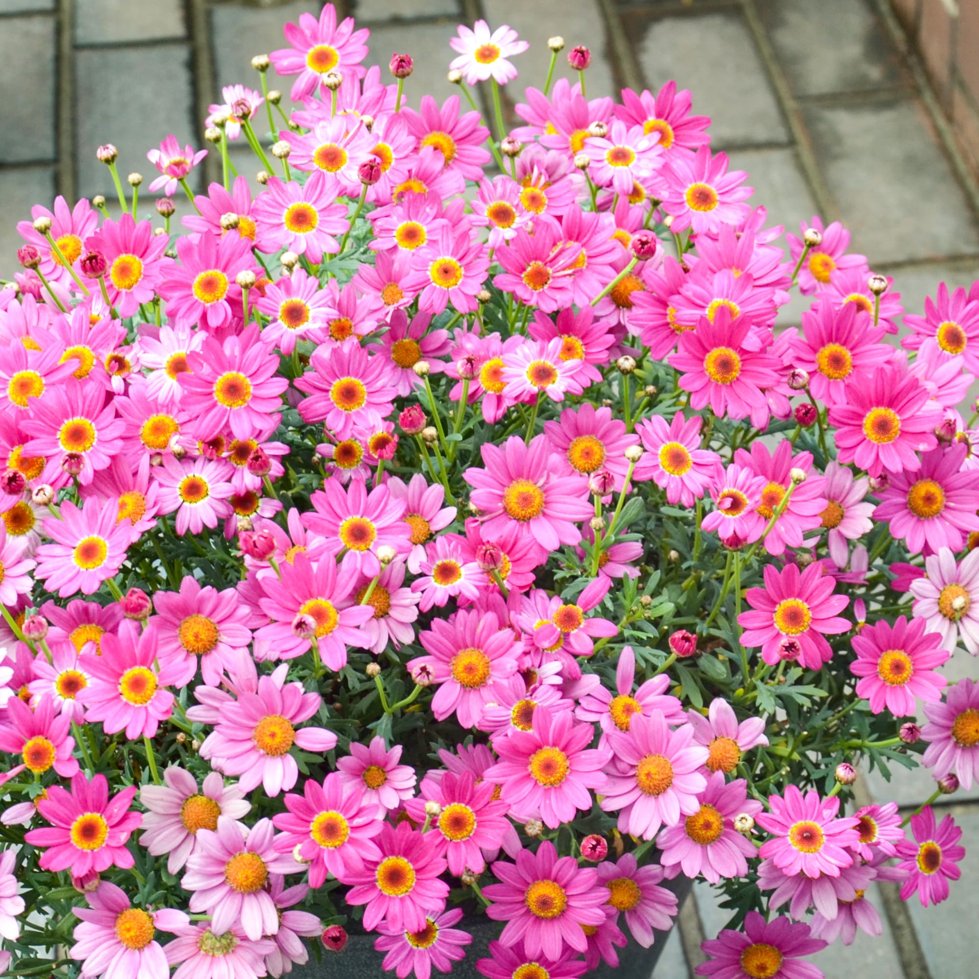 Carpet Creeping Pyrethrum seeds attract pollinators like bees and butterflies.