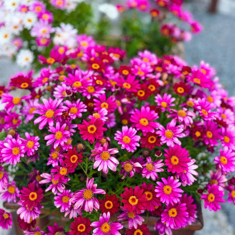Carpet Creeping Pyrethrum seeds show compact 18-inch growth in garden.