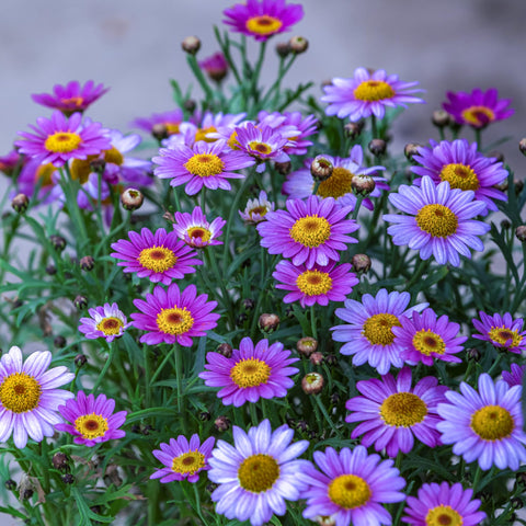 Carpet Creeping Pyrethrum seeds feature fragrant foliage with divided leaves.