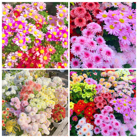 Carpet Creeping Pyrethrum seeds bundle for easy planting and vibrant blooms.