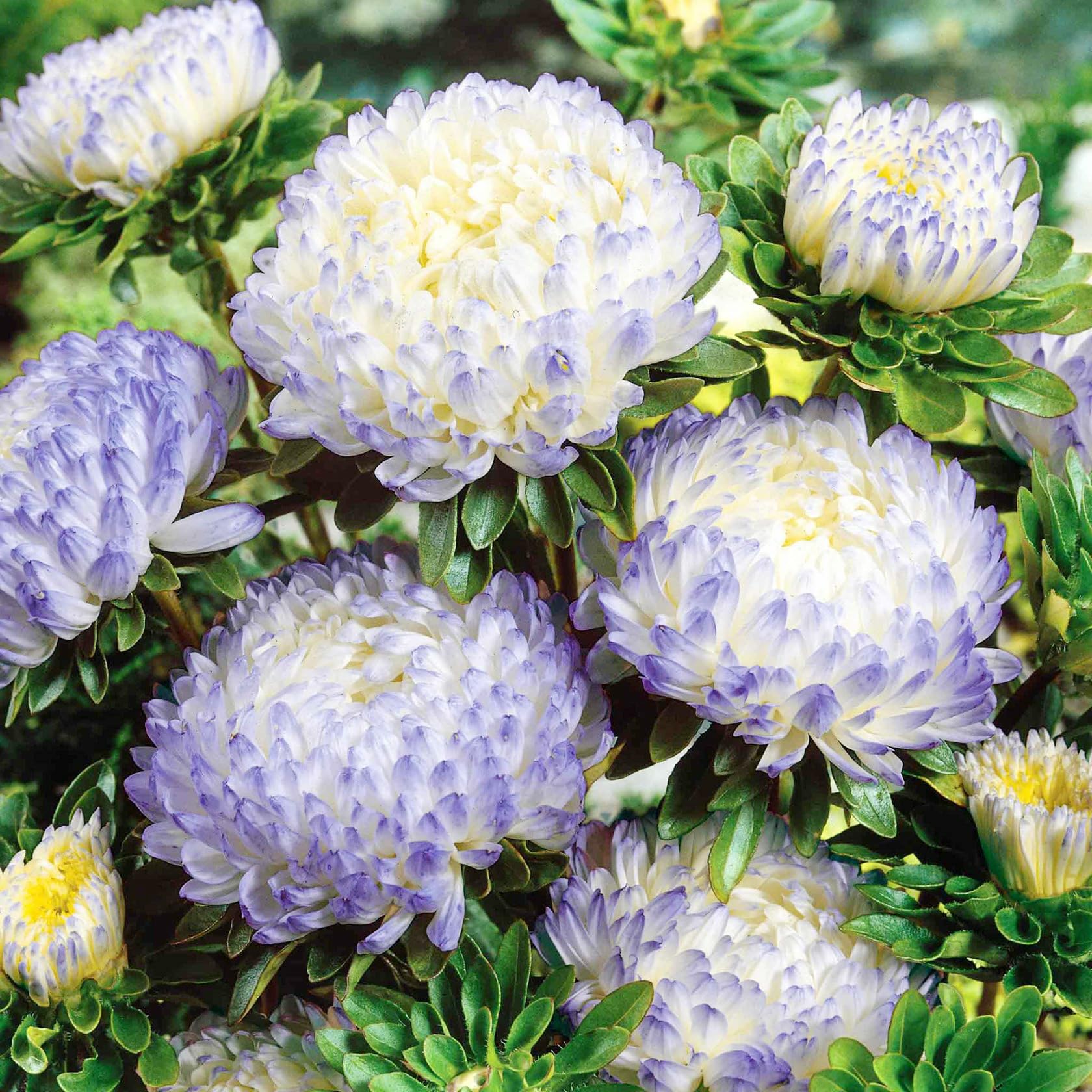 Rainbow Aster in a container garden for seasonal color