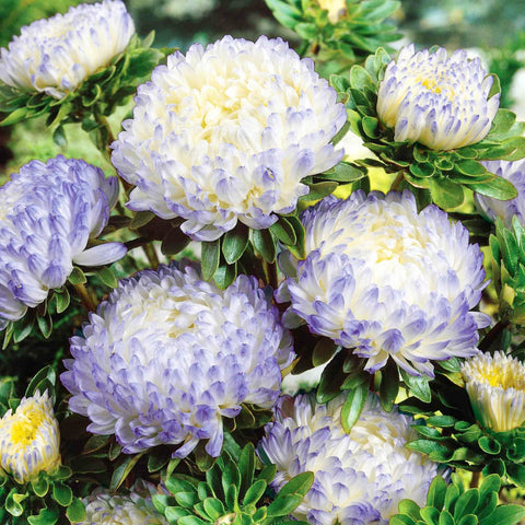Rainbow Aster in a container garden for seasonal color