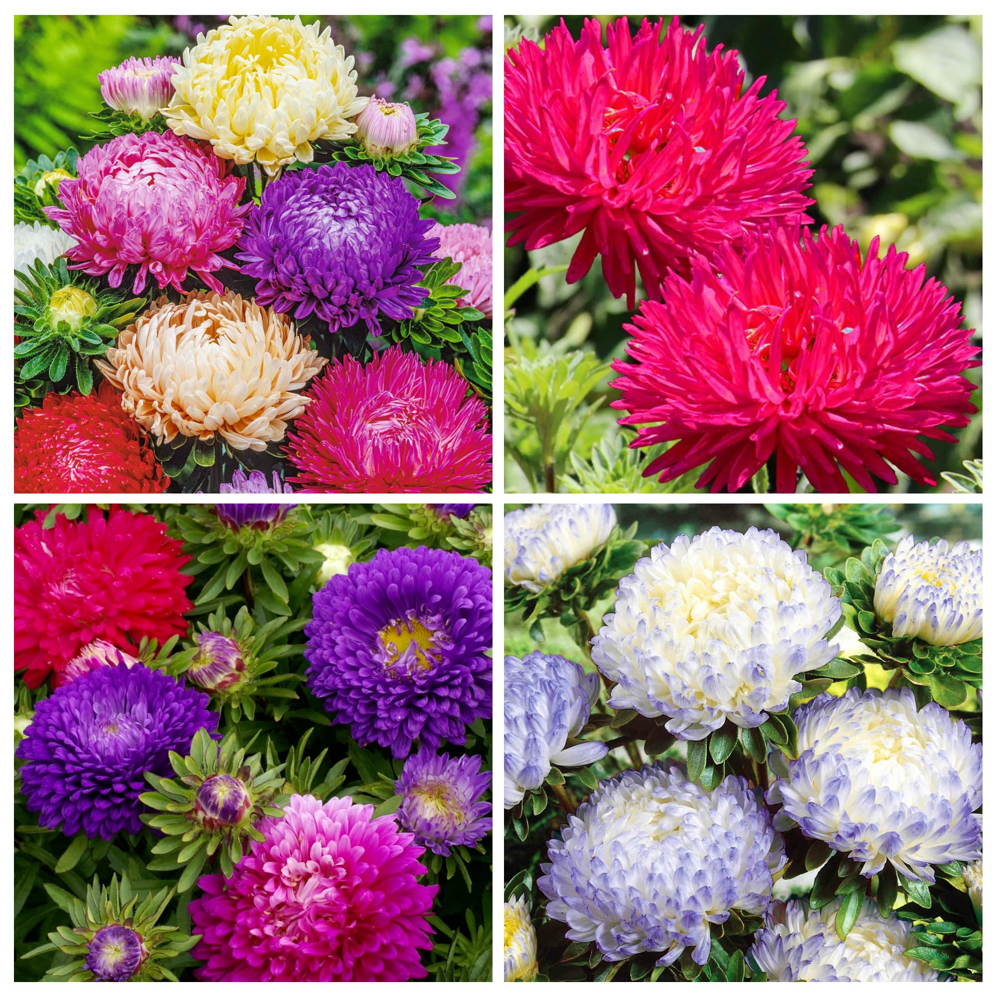 Close-up of Rainbow Aster blooms for outdoor landscapes