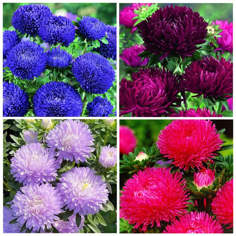 Rainbow Aster seeds in garden bed showing easy germination and color