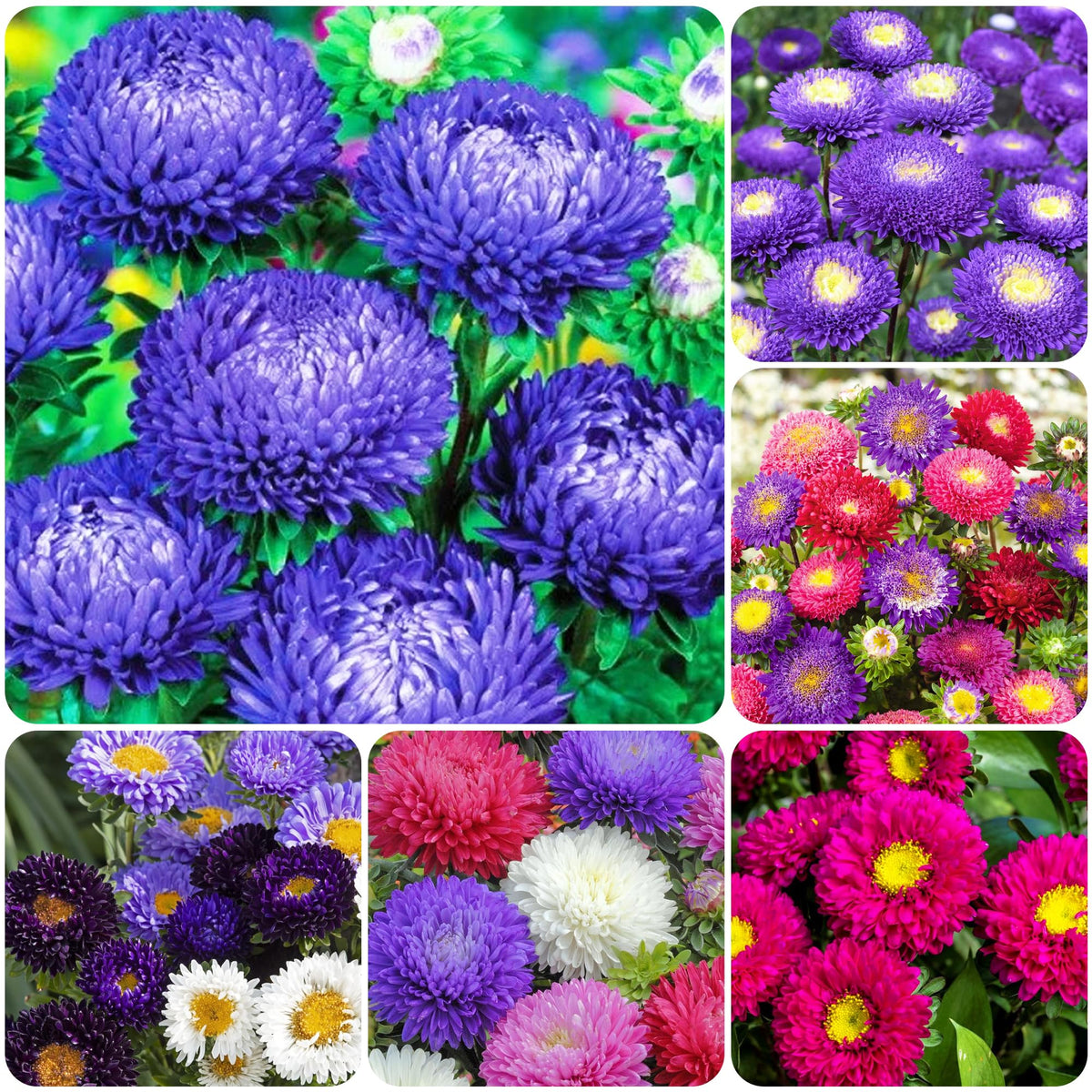 Carpet Creeping Rainbow Aster seeds pack shot for borders and beds