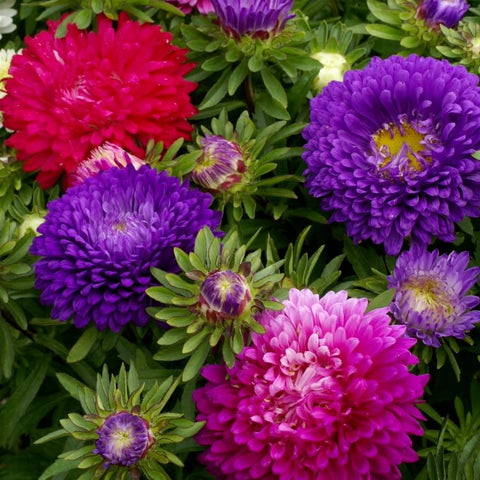 Pollinators visit Rainbow Aster blooms in the garden