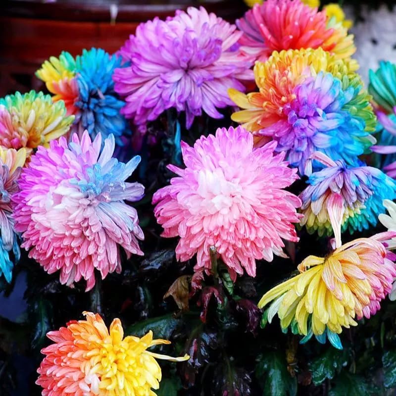 Carpet Creeping Rainbow Chrysanthemum Seeds for cut flower arrangements with stems