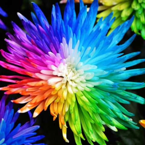 Carpet Creeping Rainbow Chrysanthemum Seeds easy cultivation for beginners and experts