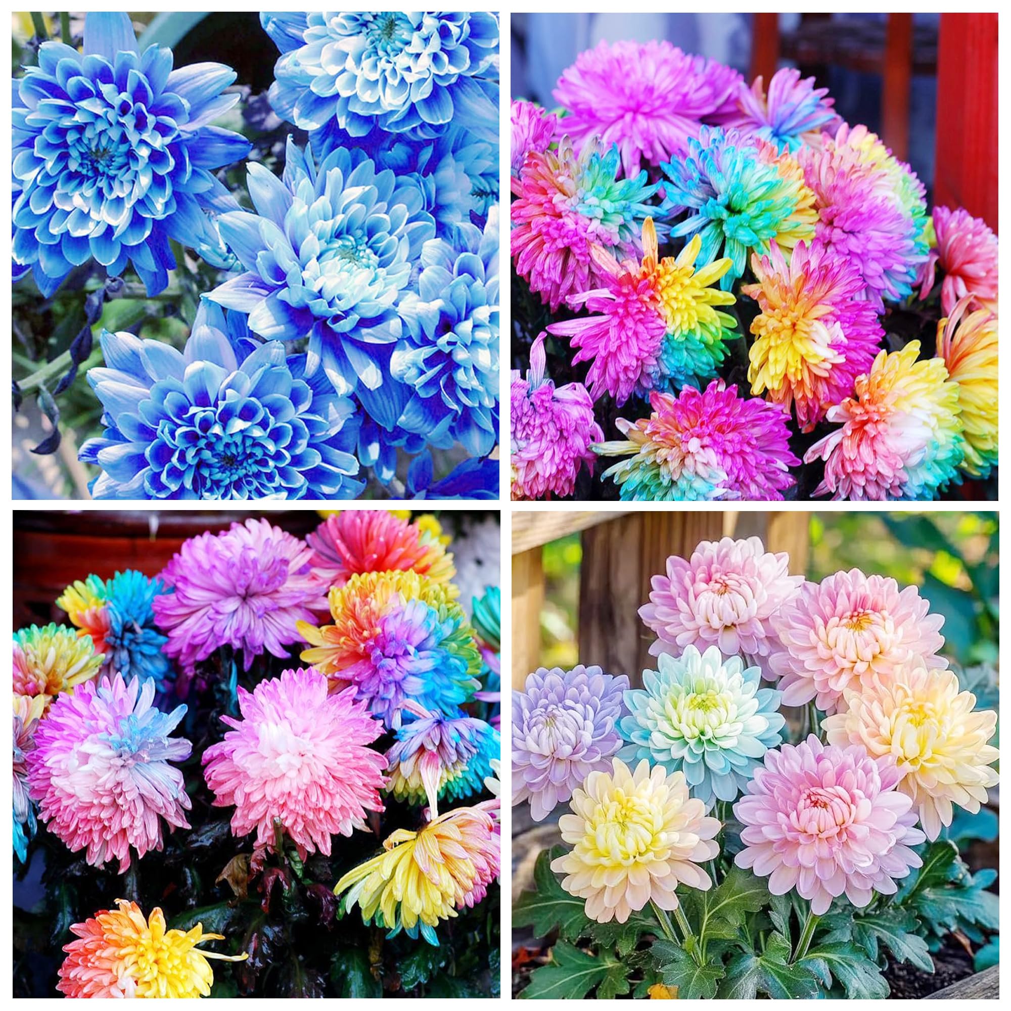 Carpet Creeping Rainbow Chrysanthemum Seeds in garden bed focus for seasonal color