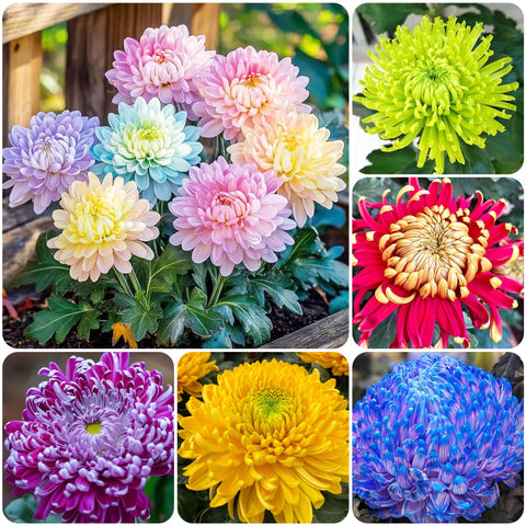 Carpet Creeping Rainbow Chrysanthemum Seeds Pack for vibrant outdoor color and easy planting