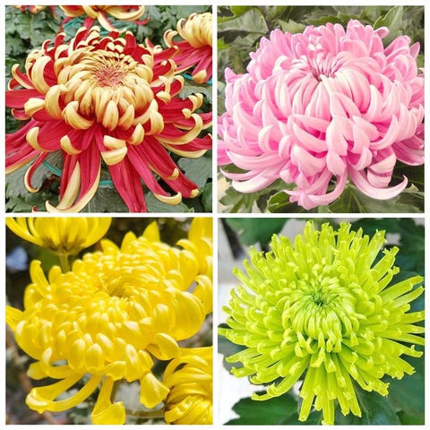 Carpet Creeping Rainbow Chrysanthemum Seeds perennial outdoor for long‑term color