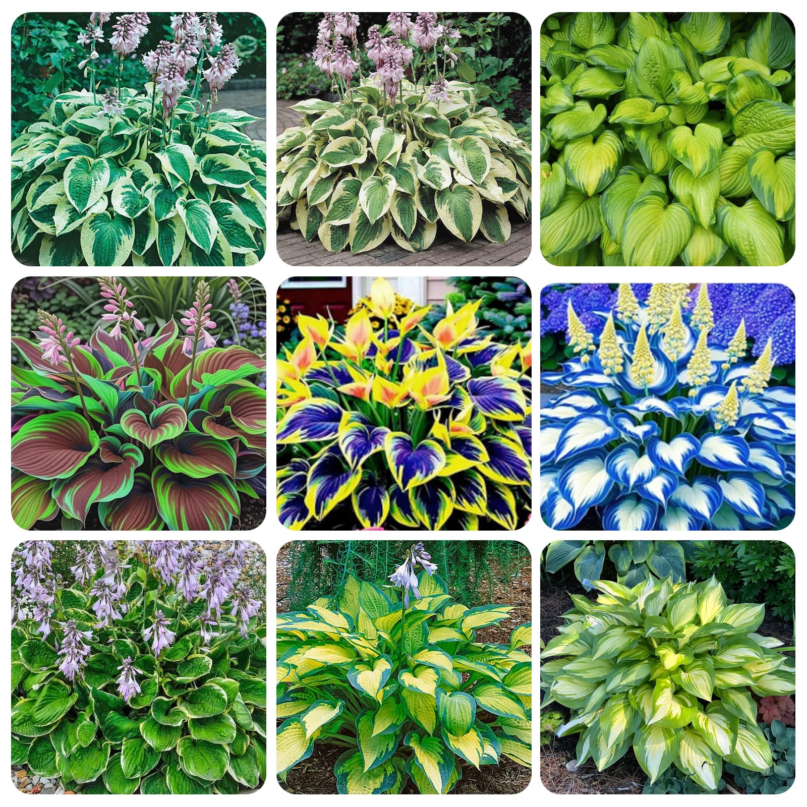 Carpet Creeping rare hosta foliage hints at lush green leaves for low light borders.