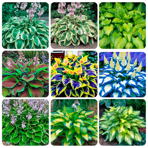 Carpet Creeping rare hosta foliage hints at lush green leaves for low light borders.