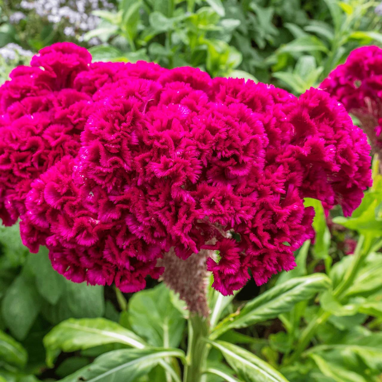 Carpet Creeping petals display uncommon beauty for dramatic borders and beds.