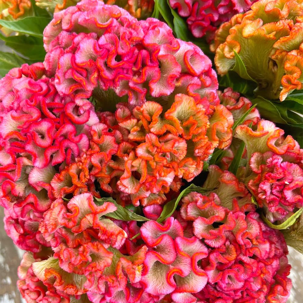 Carpet Creeping cockscomb blooms offer long-lasting color across outdoor borders.