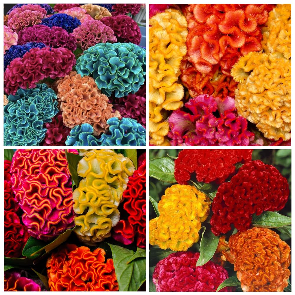 Carpet Creeping seeds in a garden bed show easy cultivation for beginners.