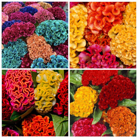 Carpet Creeping seeds in a garden bed show easy cultivation for beginners.