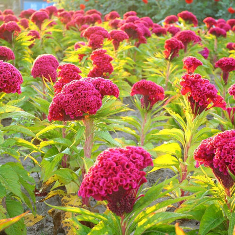 Carpet Creeping mixed seeds provide varied textures for a standout garden display.