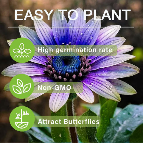 Carpet Creeping rare sunflowers for pots deliver vivid color and instant garden charm.