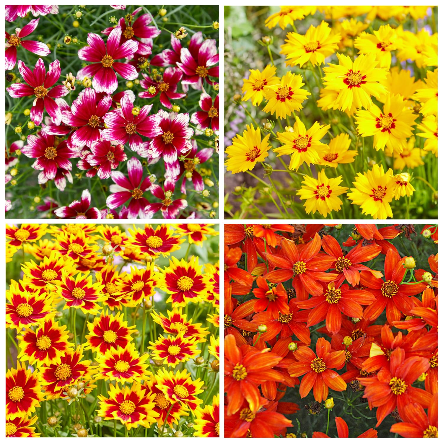 Carpet Creeping red coreopsis bloom close-up enhances border color and appeal.
